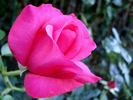 Ville de Liffré rose photo