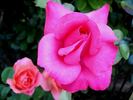 Ville de Liffré rose photo