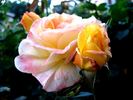 Canary ® rose photo
