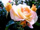 Canary ® rose photo