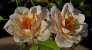 Moonbeam rose photo