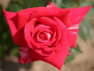 Agkon rose photo