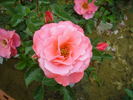 Hafnia Castle rose photo