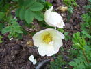 Madeline's Choice rose photo