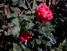 Helga rose photo
