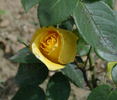 Renaissance de Fléchères ® rose photo