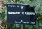 Renaissance de Fléchères ® rose photo