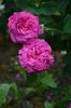 Velours Pourpre rose photo