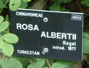 <i>R. albertii</i> rose photo
