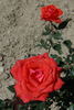 Clotilde Courau® rose photo