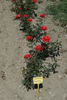 Clotilde Courau® rose photo
