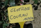 Clotilde Courau® rose photo