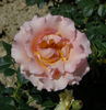 Jean de Bohême® rose photo