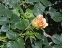 Jean de Bohême® rose photo