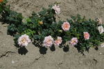 Jean de Bohême® rose photo