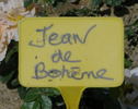 Jean de Bohême® rose photo