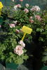 Josiane Pierre-Bissey rose photo