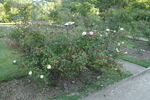 Souvenir du Rosiériste Rambaux rose photo