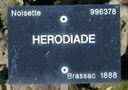 Hérodiade rose photo