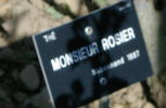 Monsieur Rosier rose photo