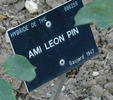 Ami Léon Pin rose photo