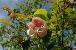 Hérodiade rose photo