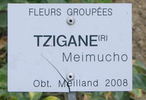 Tzigane ® rose photo