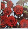 Diavoletta rose photo