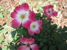 Good 'n Plenty ™ rose photo