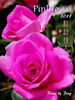Pinktopia rose photo