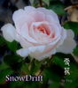 Snowdrift rose photo