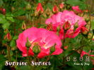 Sunrise Sunset rose photo