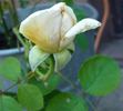 Sonnhalde rose photo