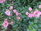 Pink Gnome rose photo