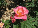 Brite Eyes rose photo