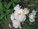 Snowdrift rose photo