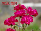 Mystic Fairy ™ rose photo