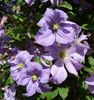 Prince Charles clematis photo