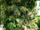Markham's Pink clematis photo