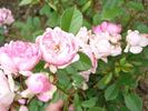 Amade László rose photo