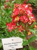 Maryčka Magdonova rose photo