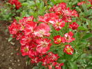 Maryčka Magdonova rose photo