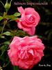 Salmon Impressionist rose photo