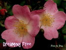 Dreaming Free rose photo
