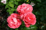 Belle de Dom ® rose photo