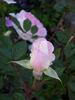 Babyface rose photo