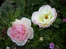 Babyface rose photo