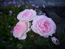 Babyface rose photo