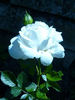 Elvis® rose photo