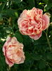 Duarte de Oliveira rose photo